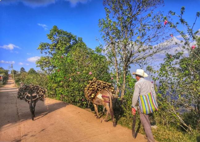 Mexico Chiapas Ek Balam Farmer with donkeys